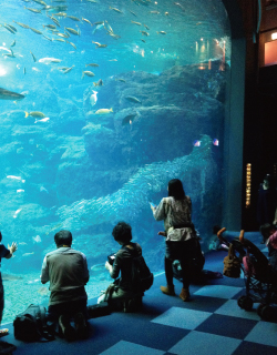 水族館におけるおもてなしデザイン
